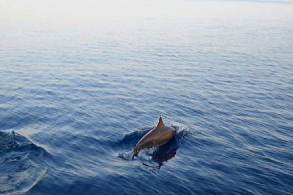 Madi Finolhu Guest House Dharavandhoo Dış mekan fotoğraf